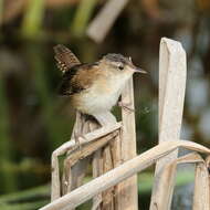 Image of Marsh Wren