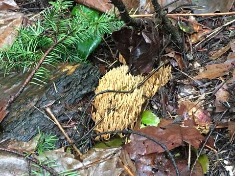 Image de Ramaria stricta (Pers.) Quél. 1888