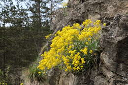 Image of Basket of Gold