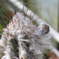 Image of Pilosocereus leucocephalus (Poselg.) Byles & G. D. Rowley