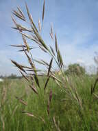 Image of erect brome