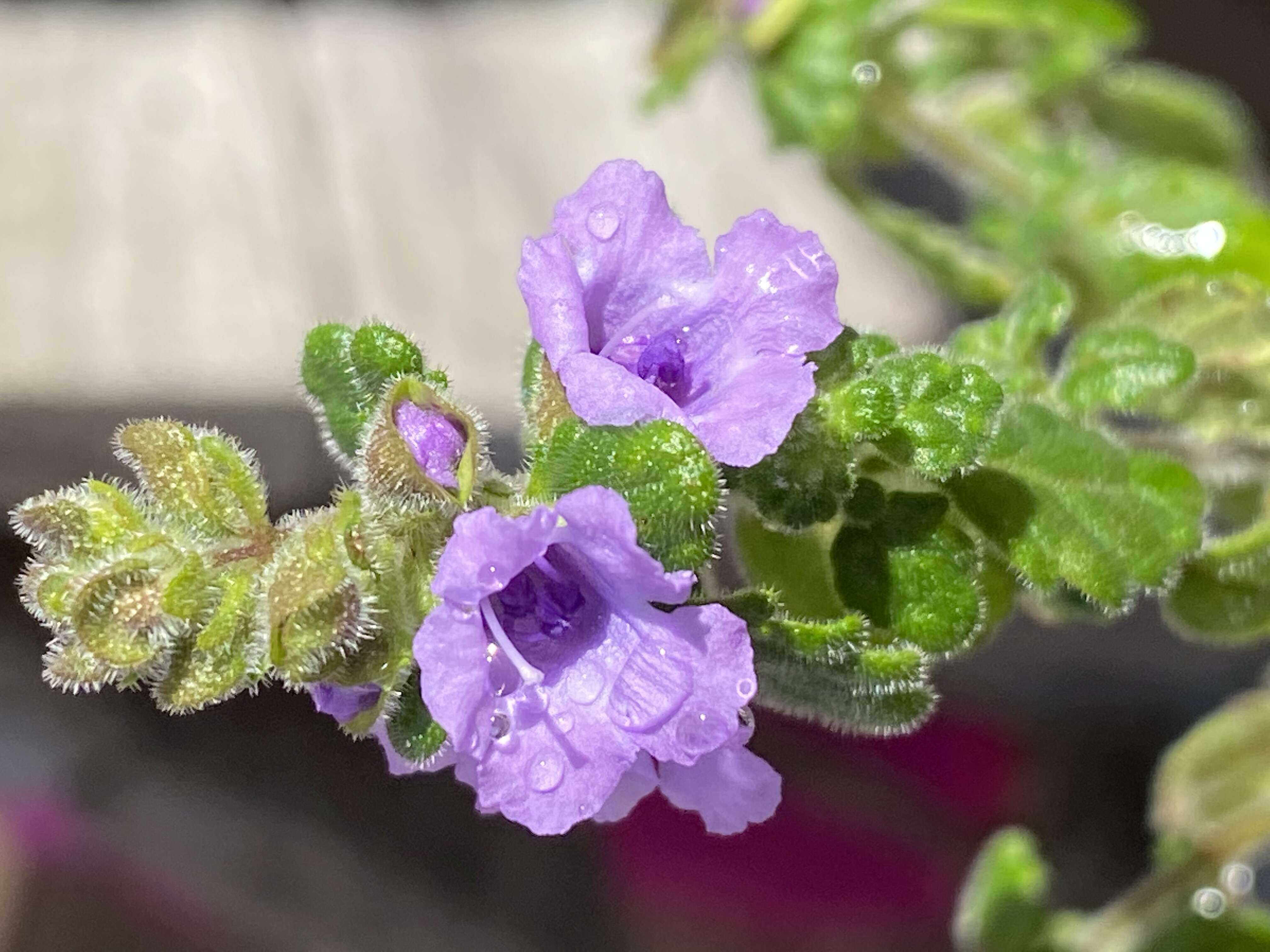 Image of Prostanthera incana A. Cunn. ex Benth.