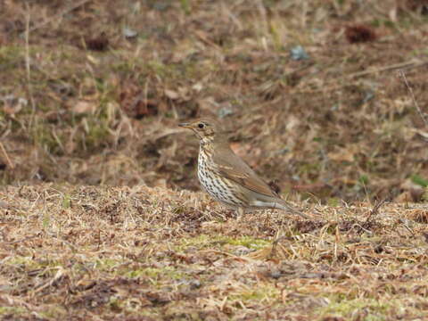 Image of Song Thrush