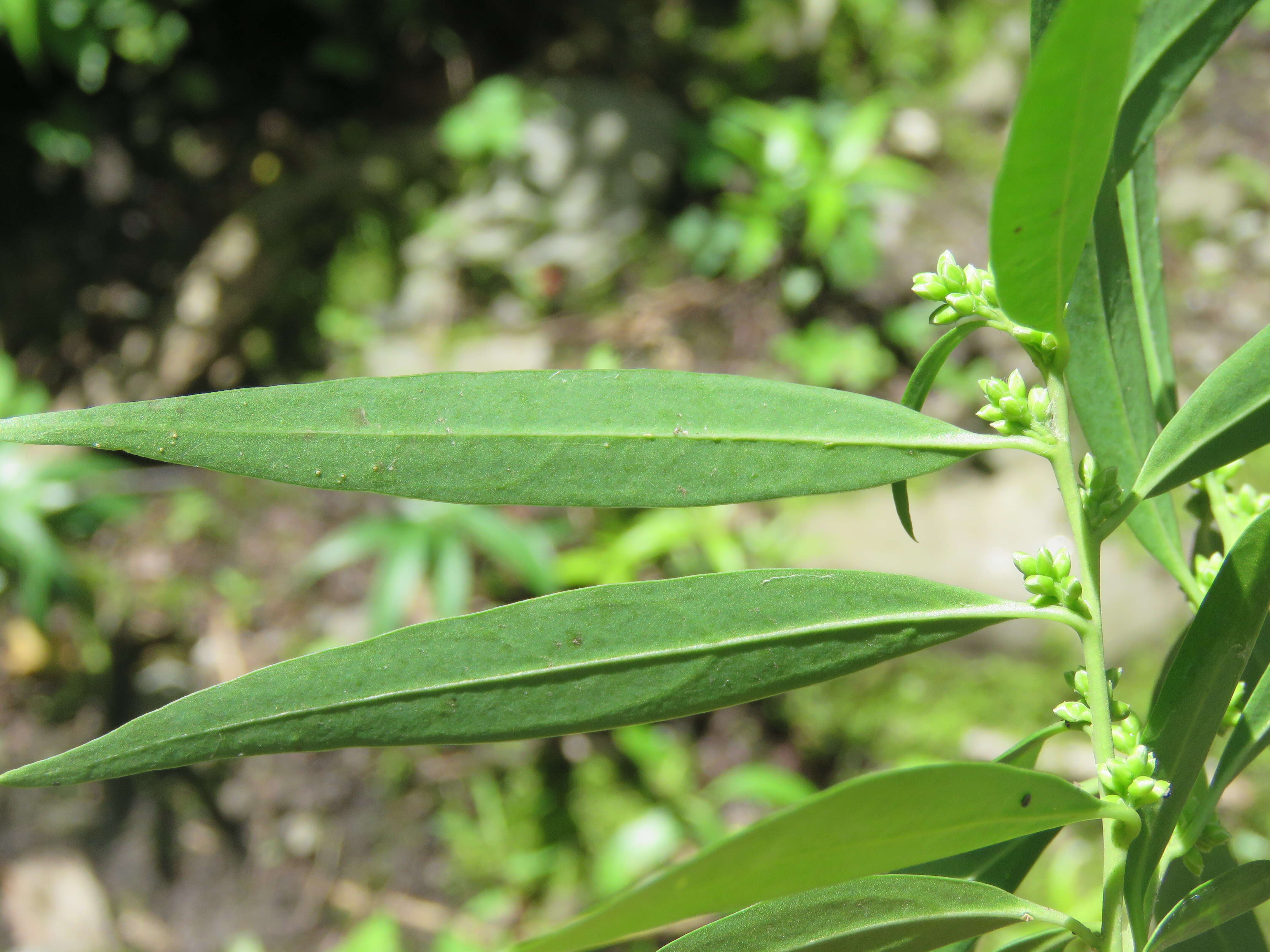 Image de Sarcococca saligna (D. Don) Müll. Arg.