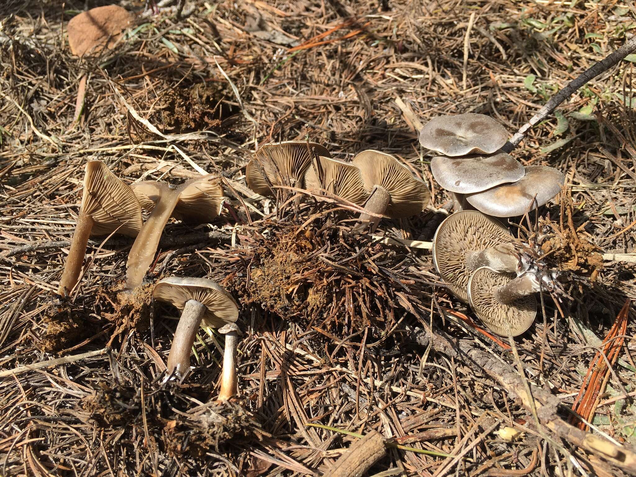 Image of Clitocybe glacialis Redhead, Ammirati, Norvell & M. T. Seidl 2000