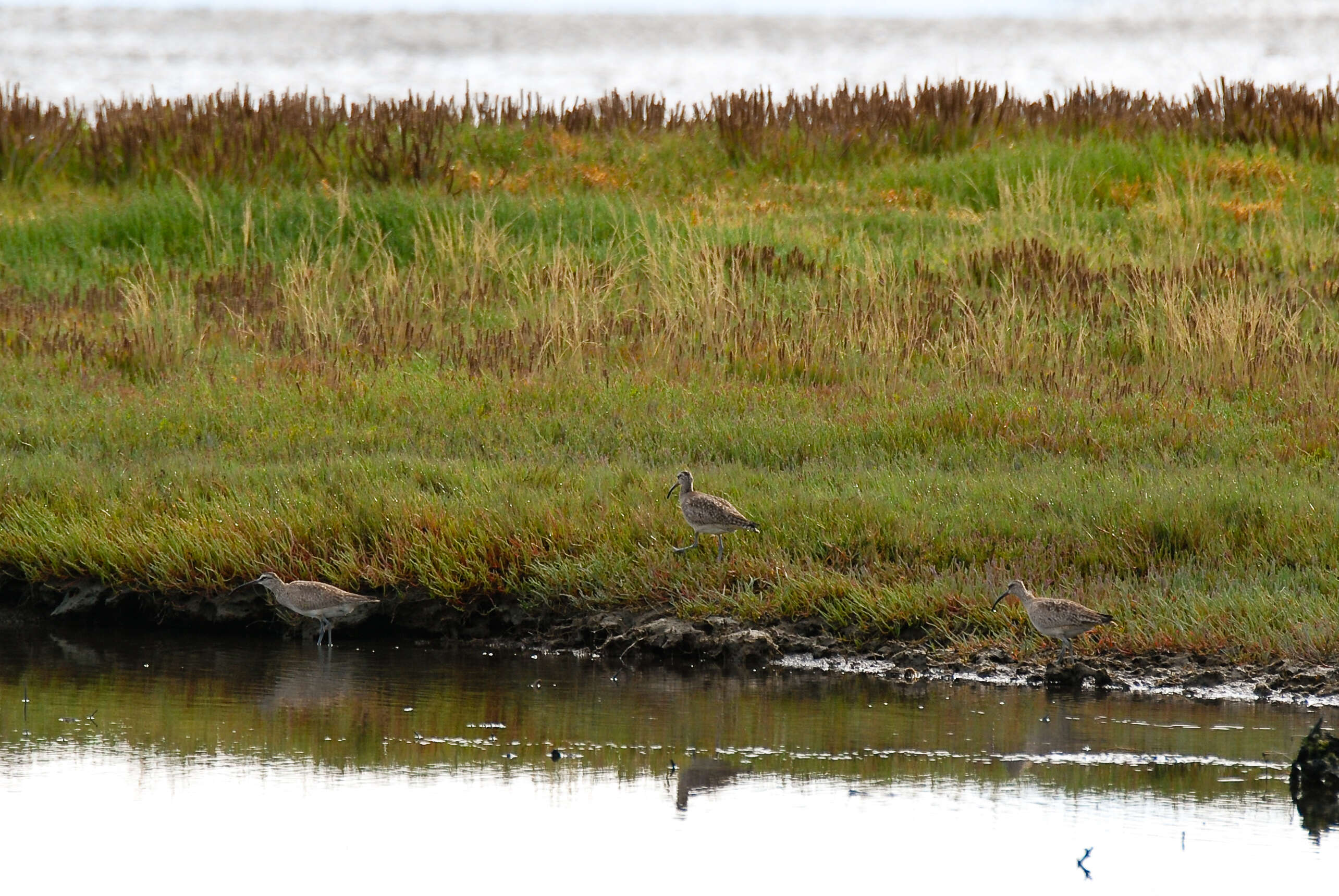 Image of Hudsonian Whimbrel