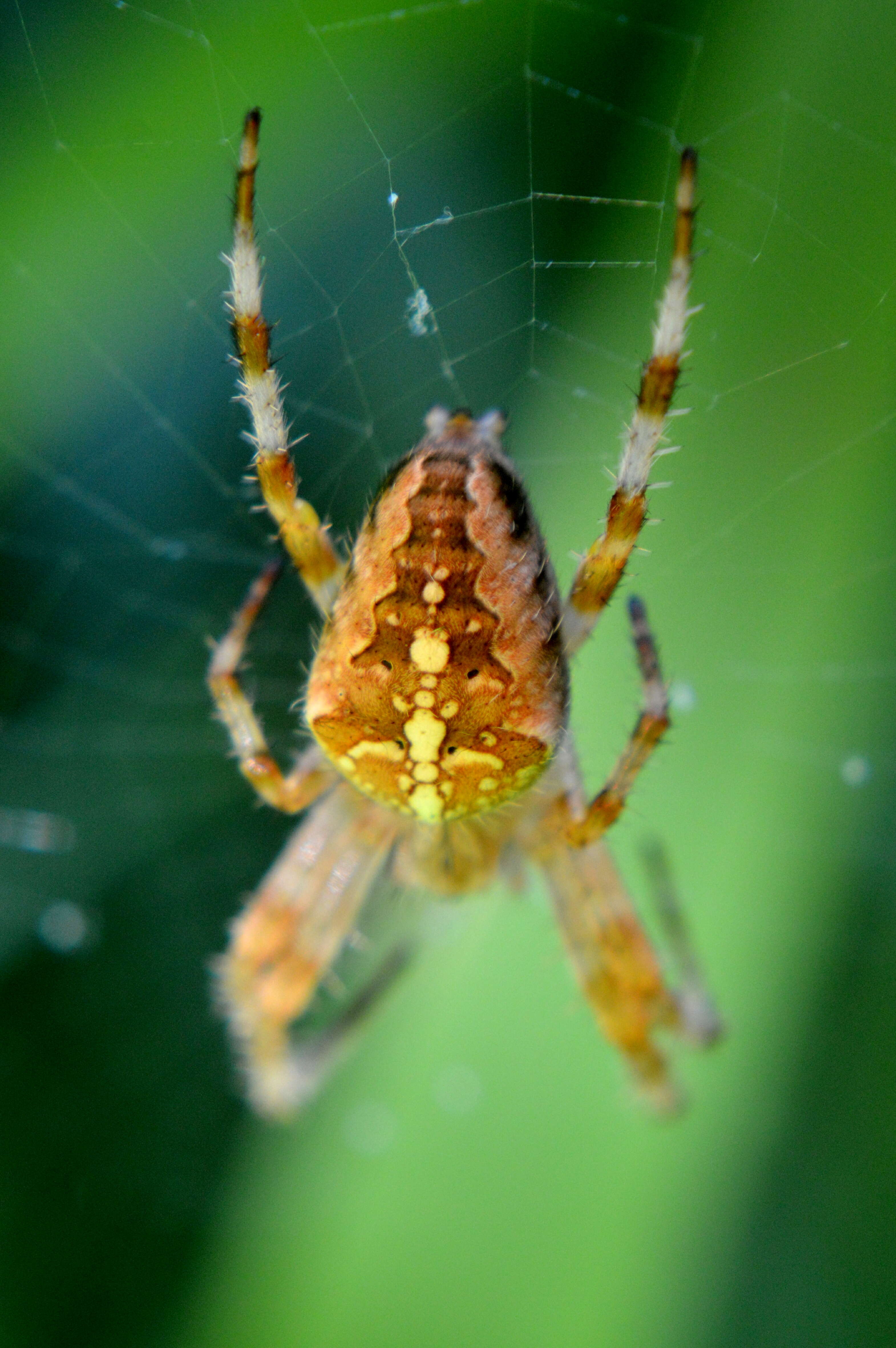 Image of Araneus