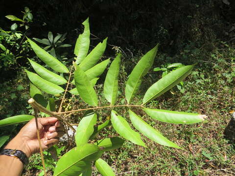 Image of Lepisanthes tetraphylla (Vahl) Radlk.