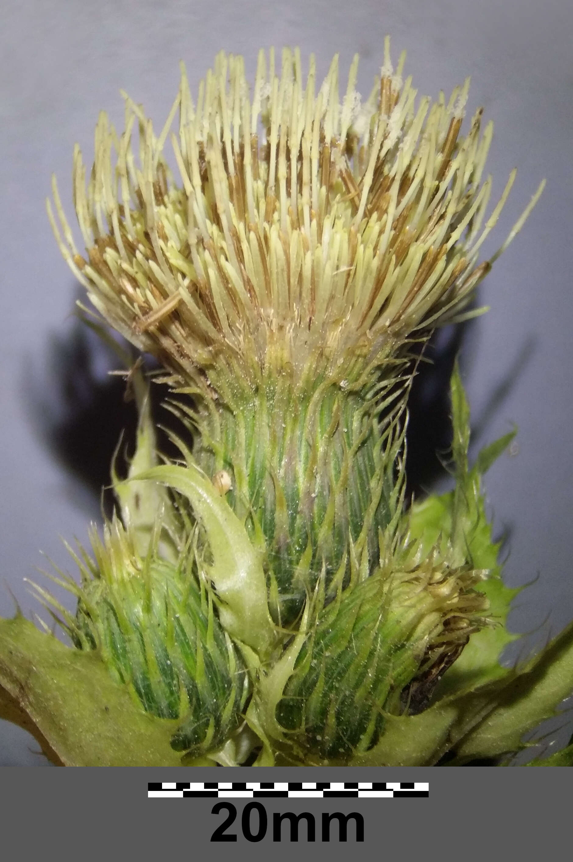 Image of Cabbage Thistle