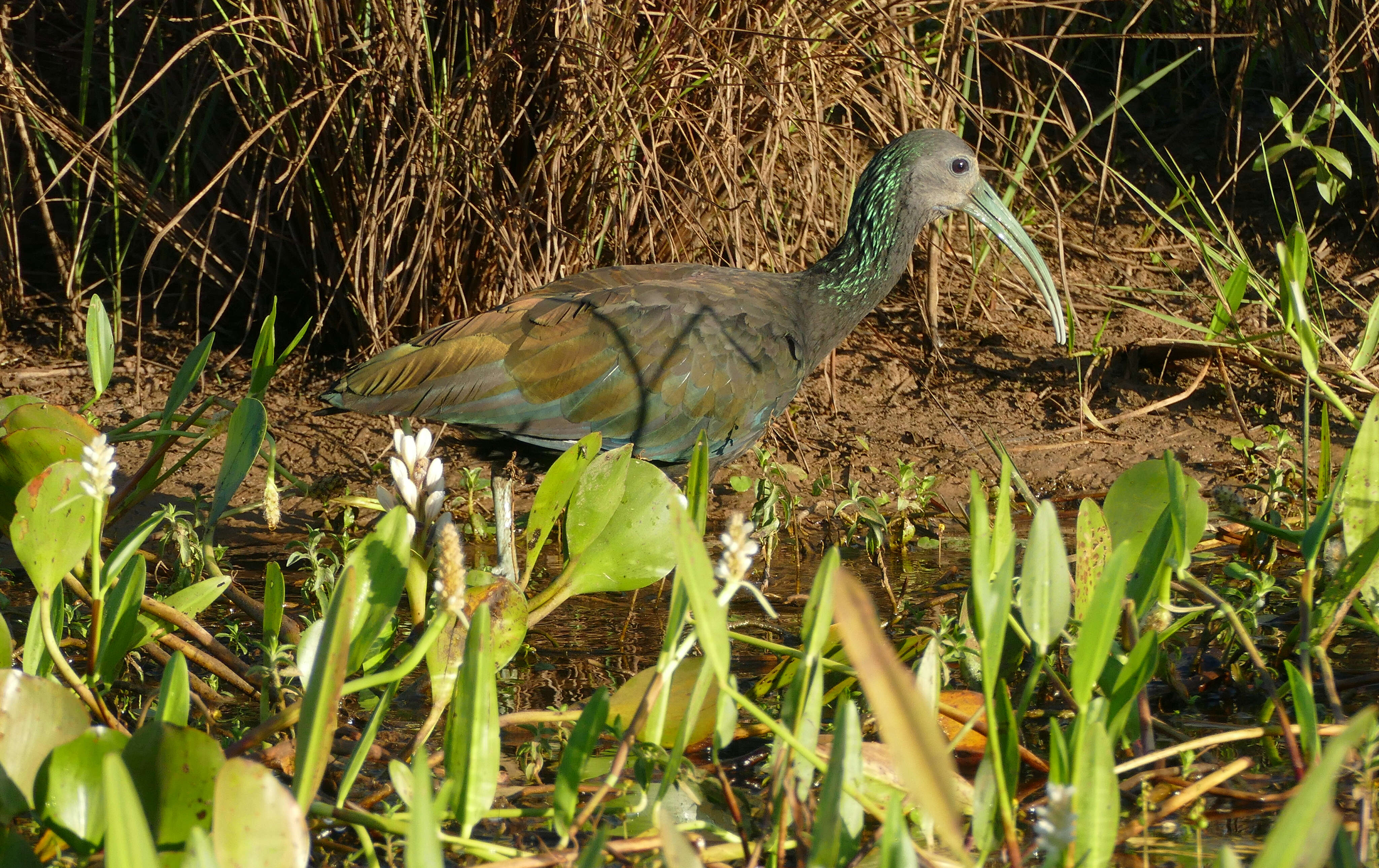 Image of Mesembrinibis Peters & JL 1930