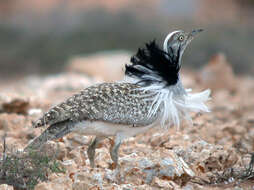 Image of Chlamydotis undulata fuertaventurae (Rothschild & Hartert 1894)