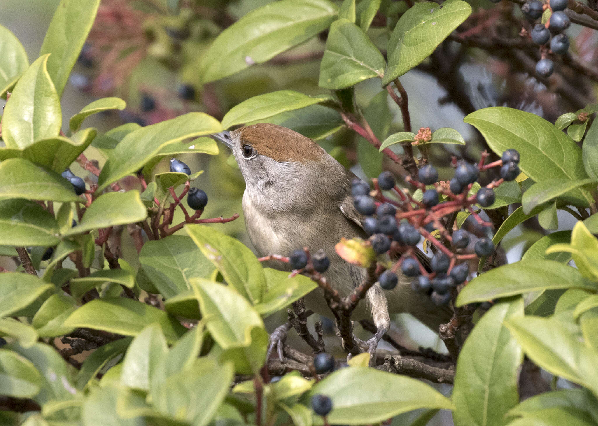 Image of Blackcap