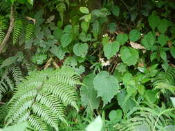 Image of Begonia malabarica Lam.