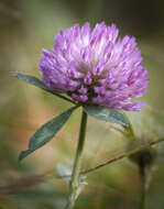 Image of Red Clover