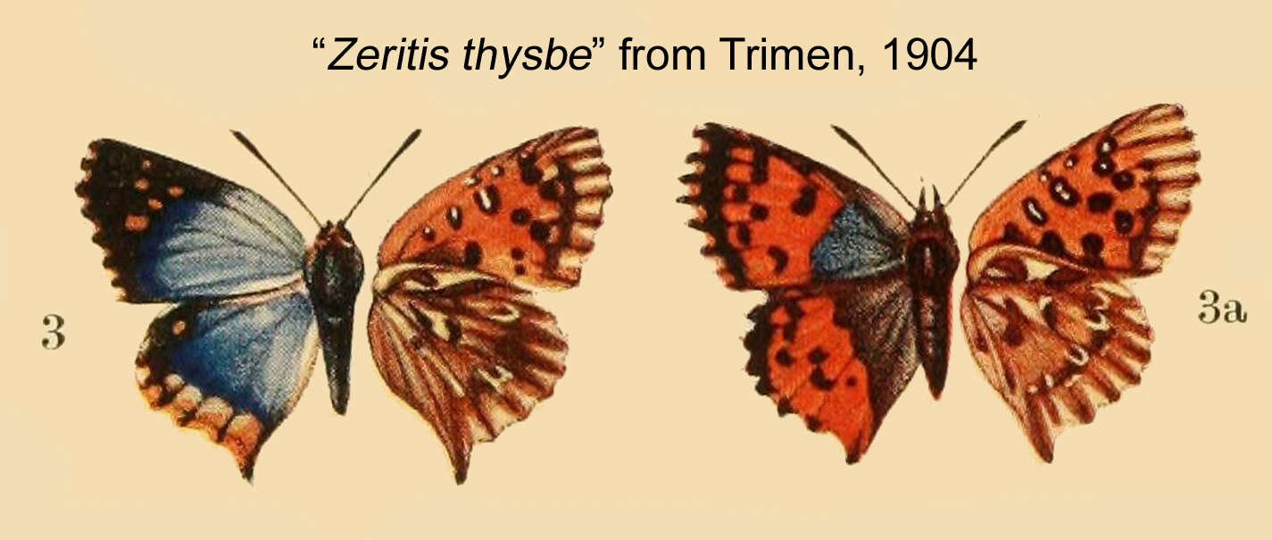Image of Chrysoritis thysbe