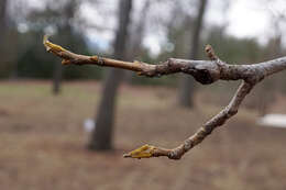 Image of bitternut hickory