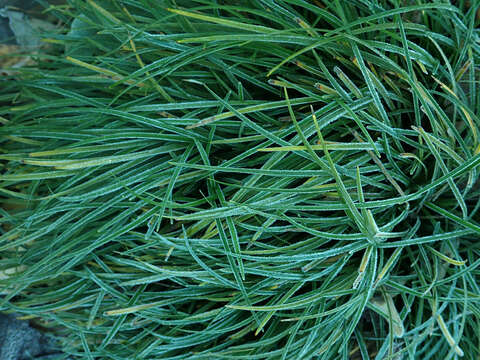 Image of Mondo Grass