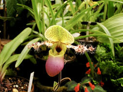 Слика од Paphiopedilum glaucophyllum J. J. Sm.