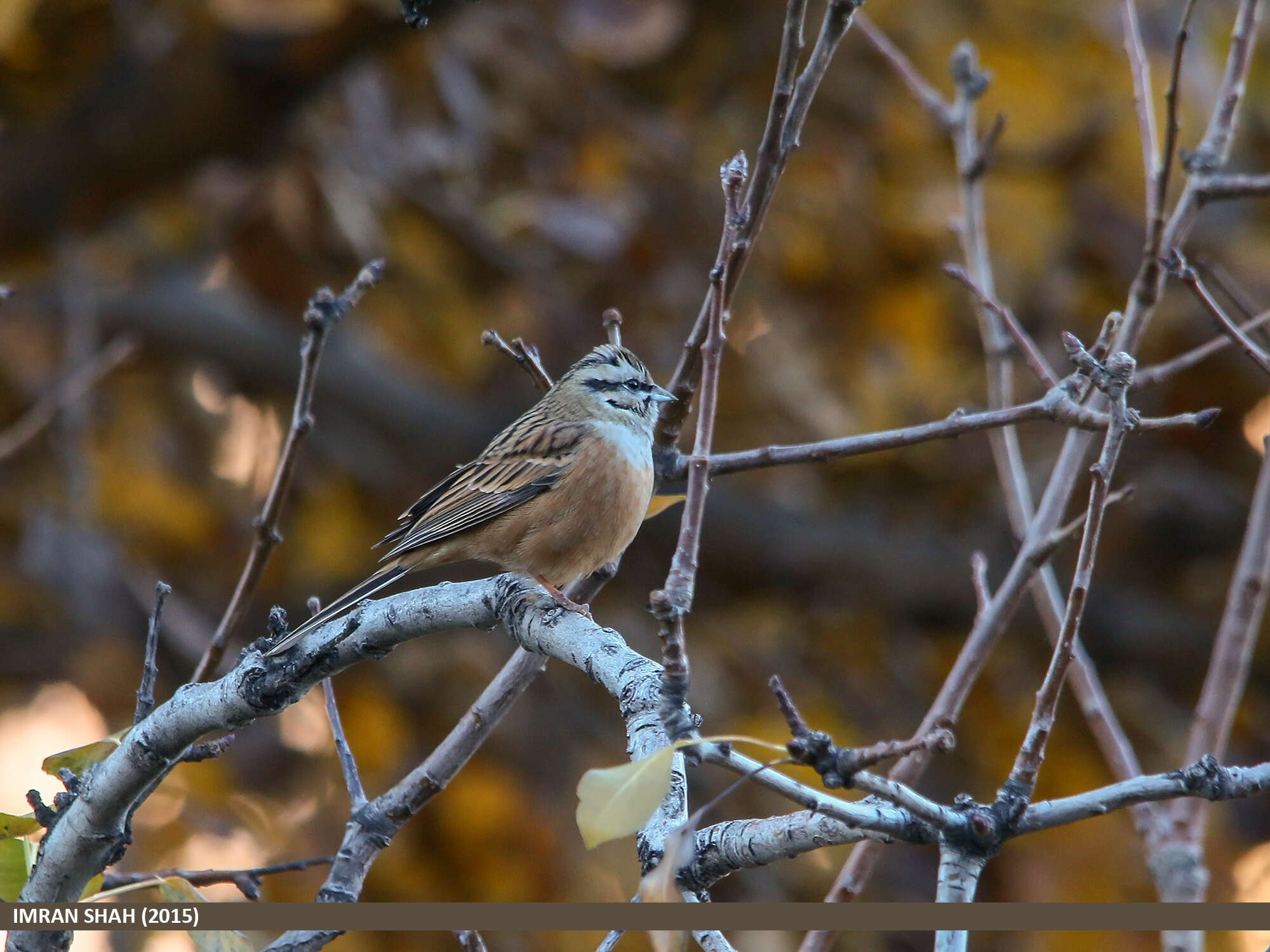 Image of European Rock Bunting