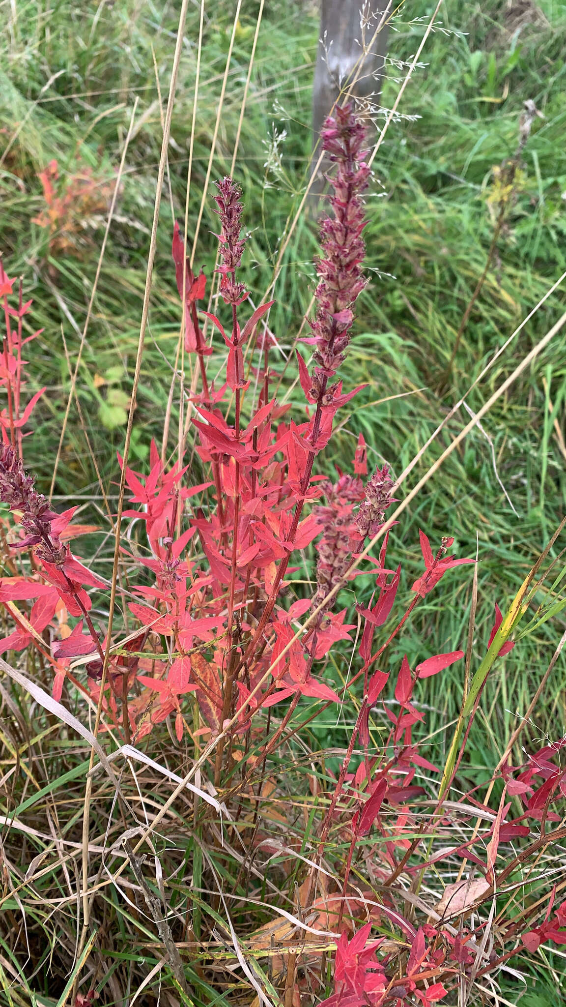 Plancia ëd Lythrum salicaria L.