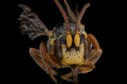 Image of Nomada erigeronis Robertson 1897