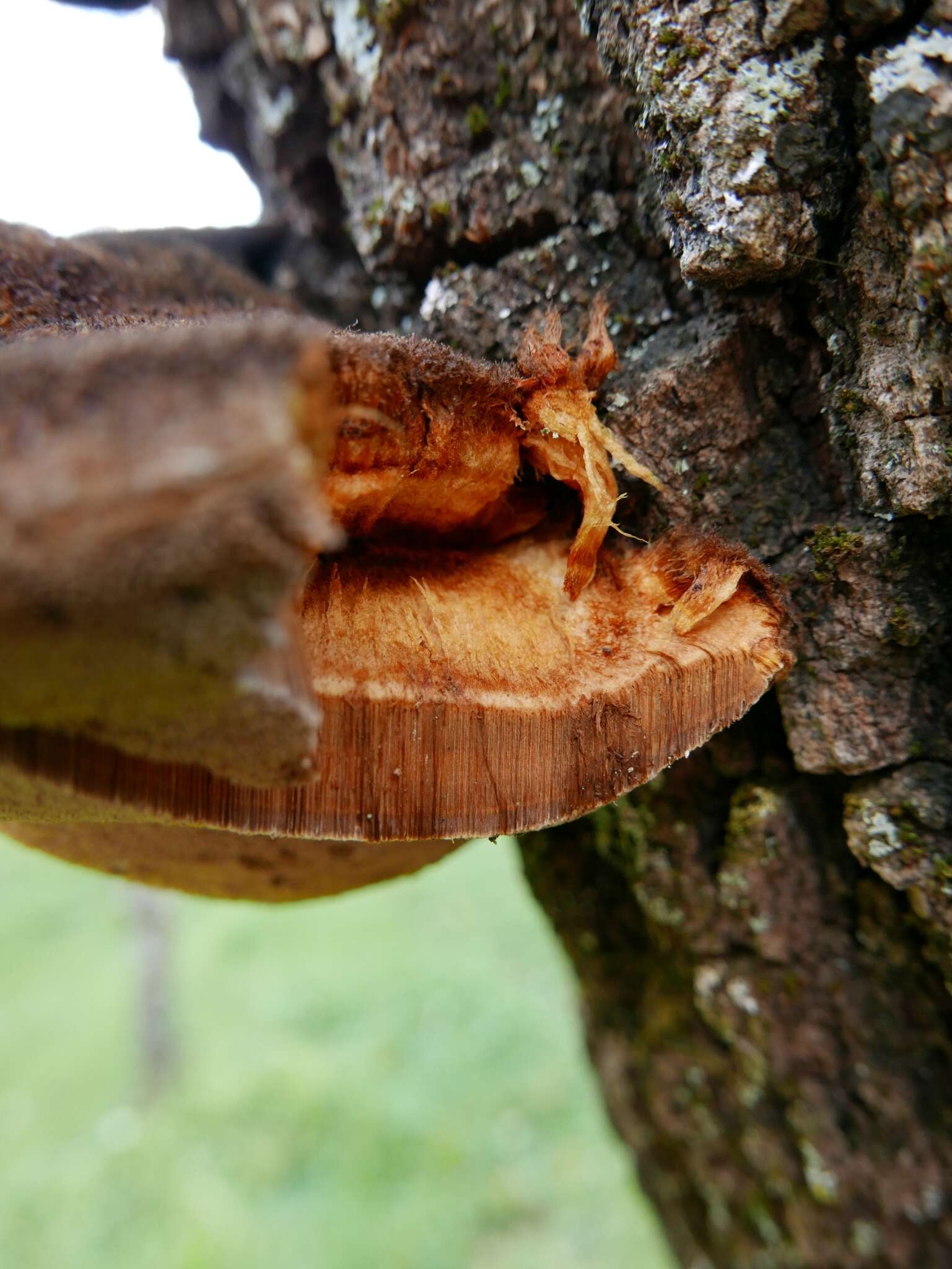 Image de Polypore hérissé