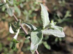 Image of Salix salviifolia Brot.