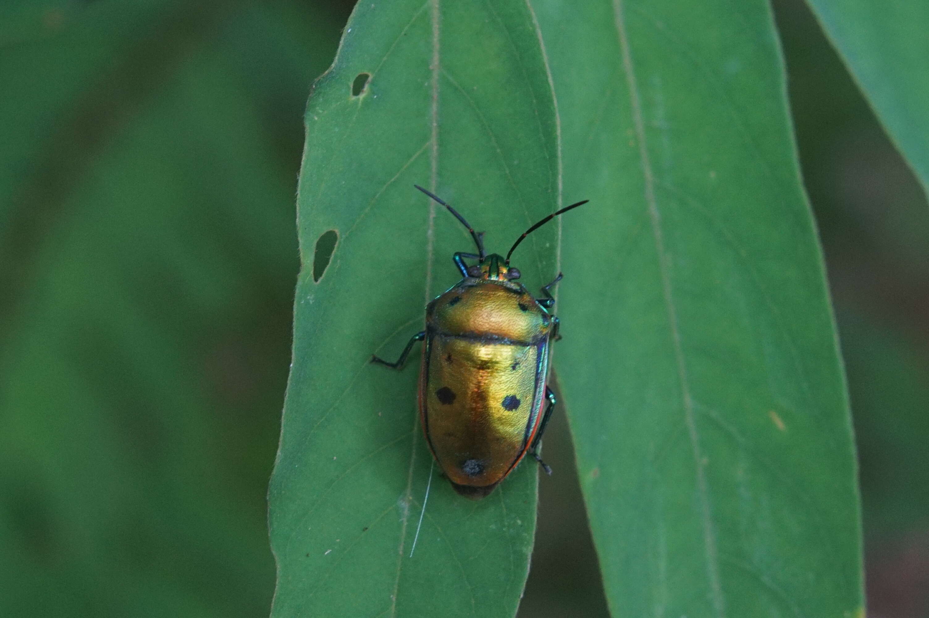 Image of shield-backed bugs