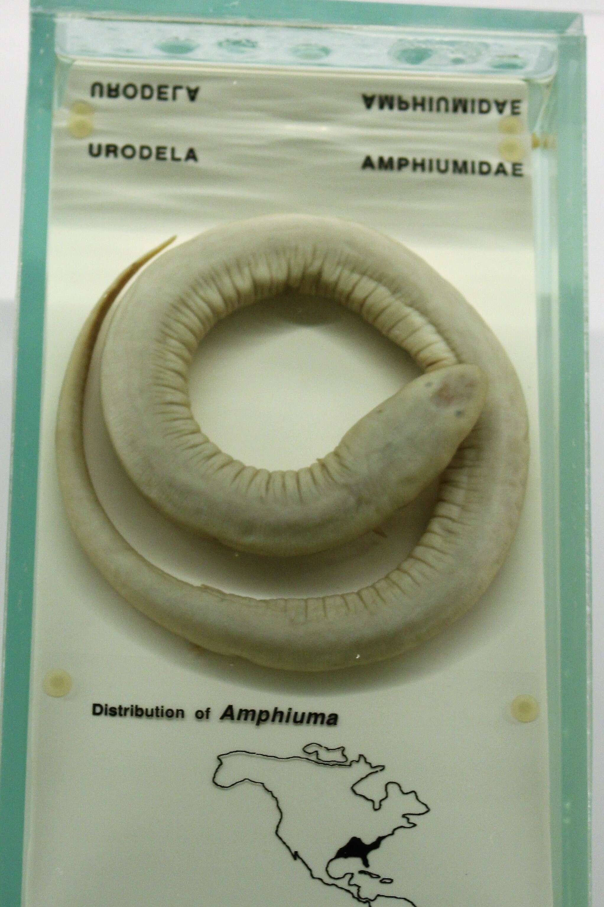 Image of Two-toed Amphiuma