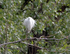 Image of Little Egret