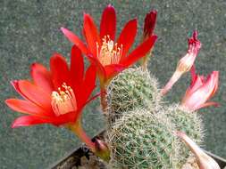 Imagem de Rebutia pulvinosa F. Ritter & Buining