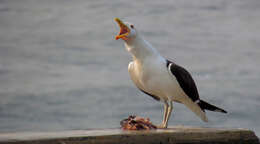 Image of Kelp Gull