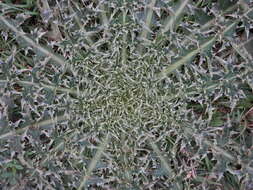 Image of wavyleaf thistle