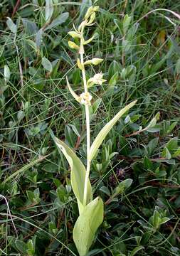 Imagem de Epipactis dunensis (T. Stephenson & T. A. Stephenson) Godfery