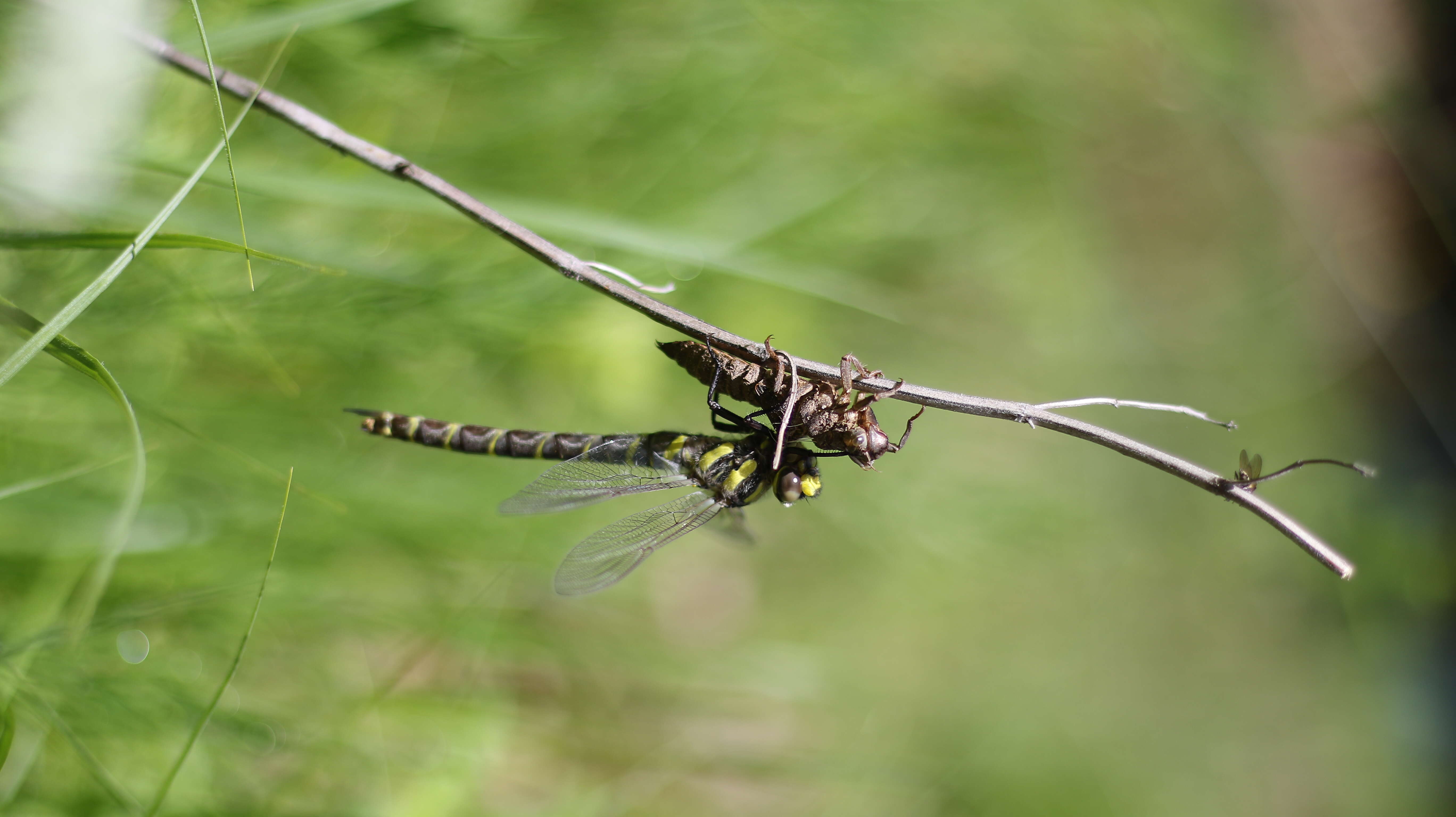 Image of Sombre Goldenring