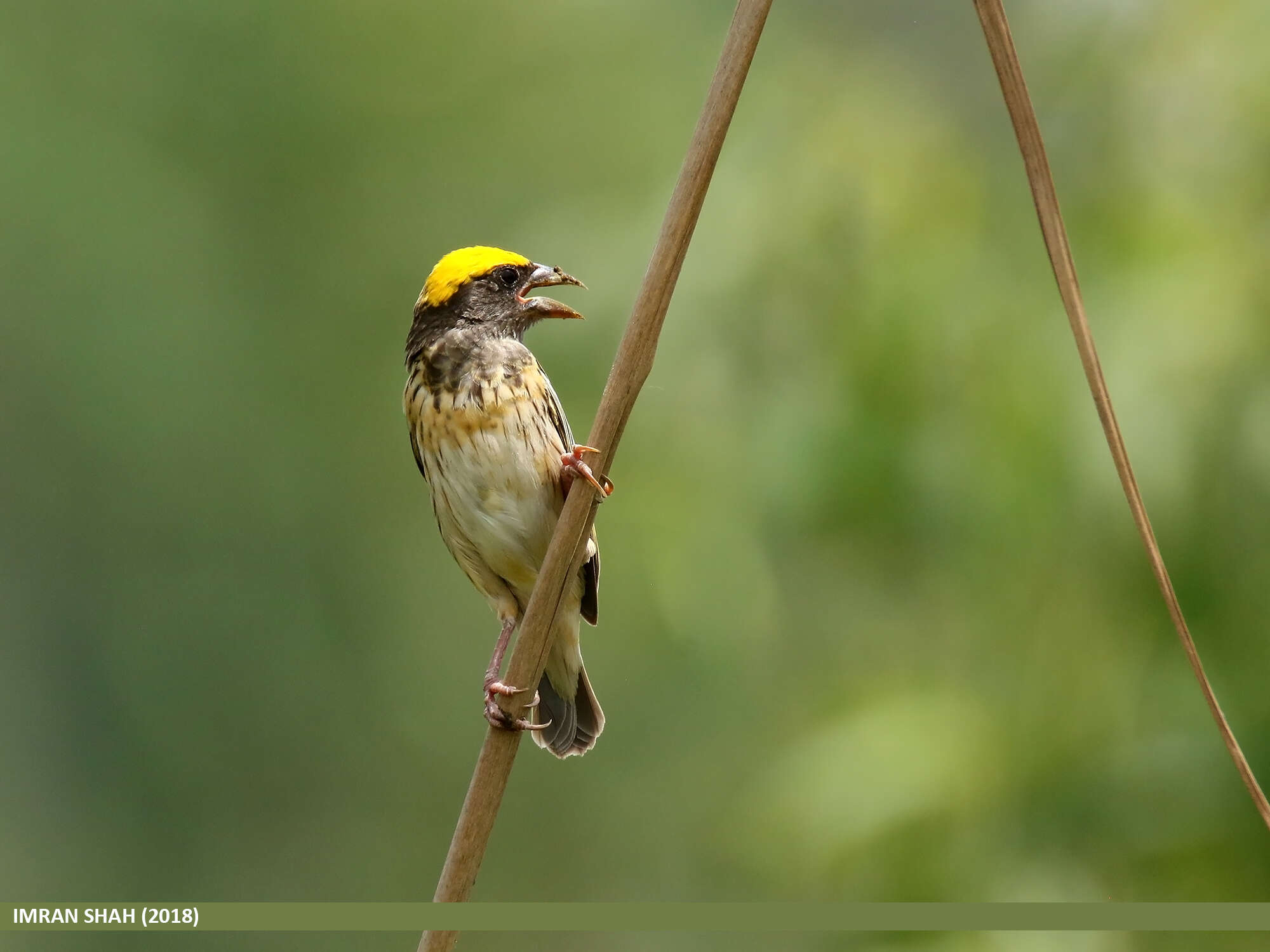 Image of Black-breasted Weaver