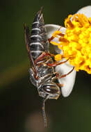 Image of Cuckoo-leaf-cutter Bees