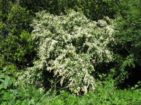 Слика од Ligustrum sinense Lour.