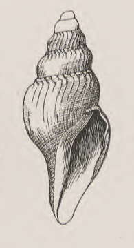 Image of Xanthodaphne encella (Dall 1908)