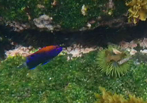 Image of Galapagos ringtail damselfish