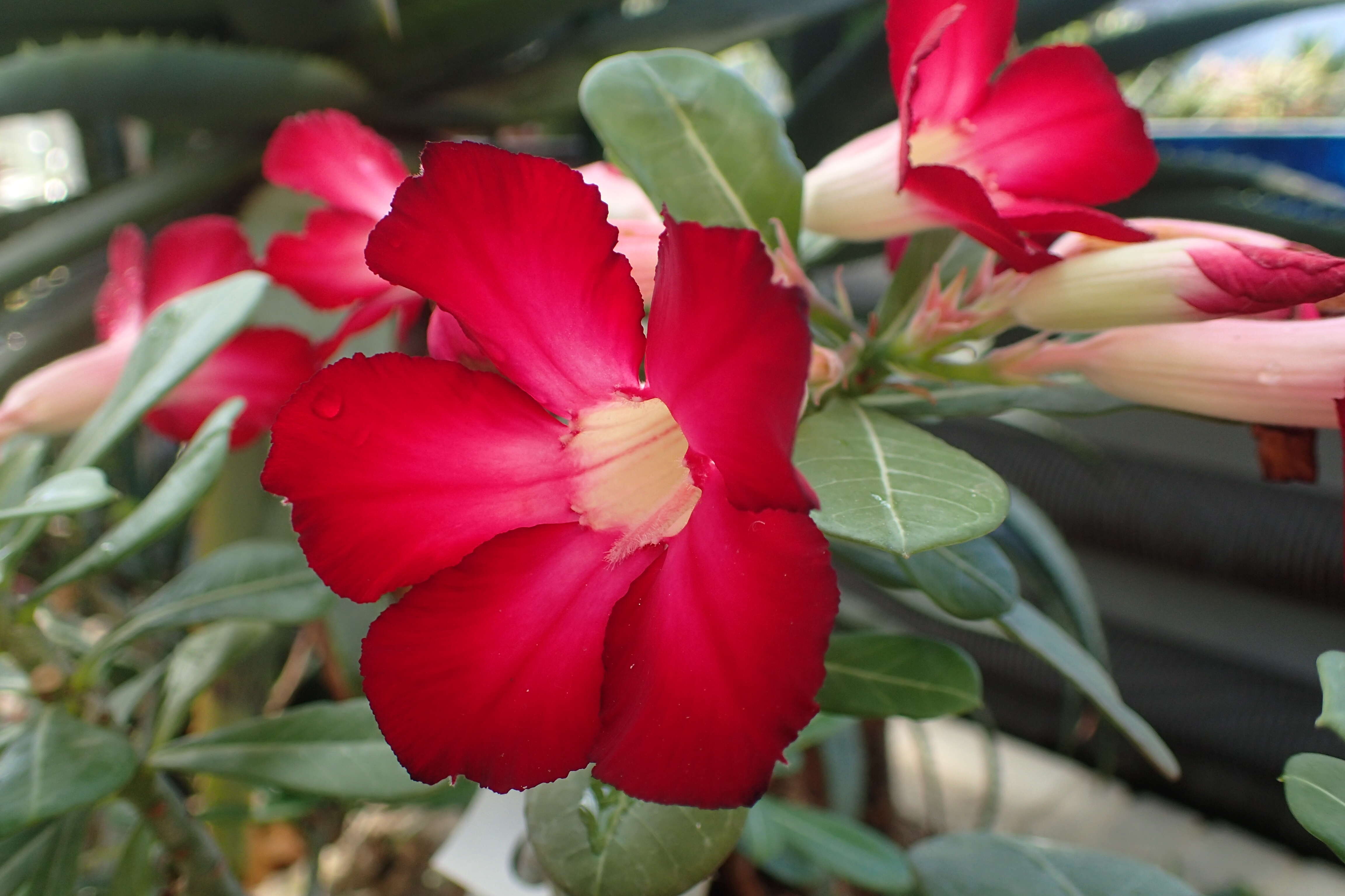 Image of Desert Rose