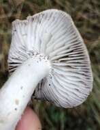 Image of Grey Agaric