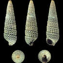 Sivun Cheirodonta pallescens (Jeffreys 1867) kuva