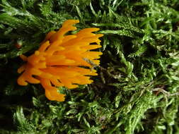 Imagem de Calocera viscosa (Pers.) Fr. 1821