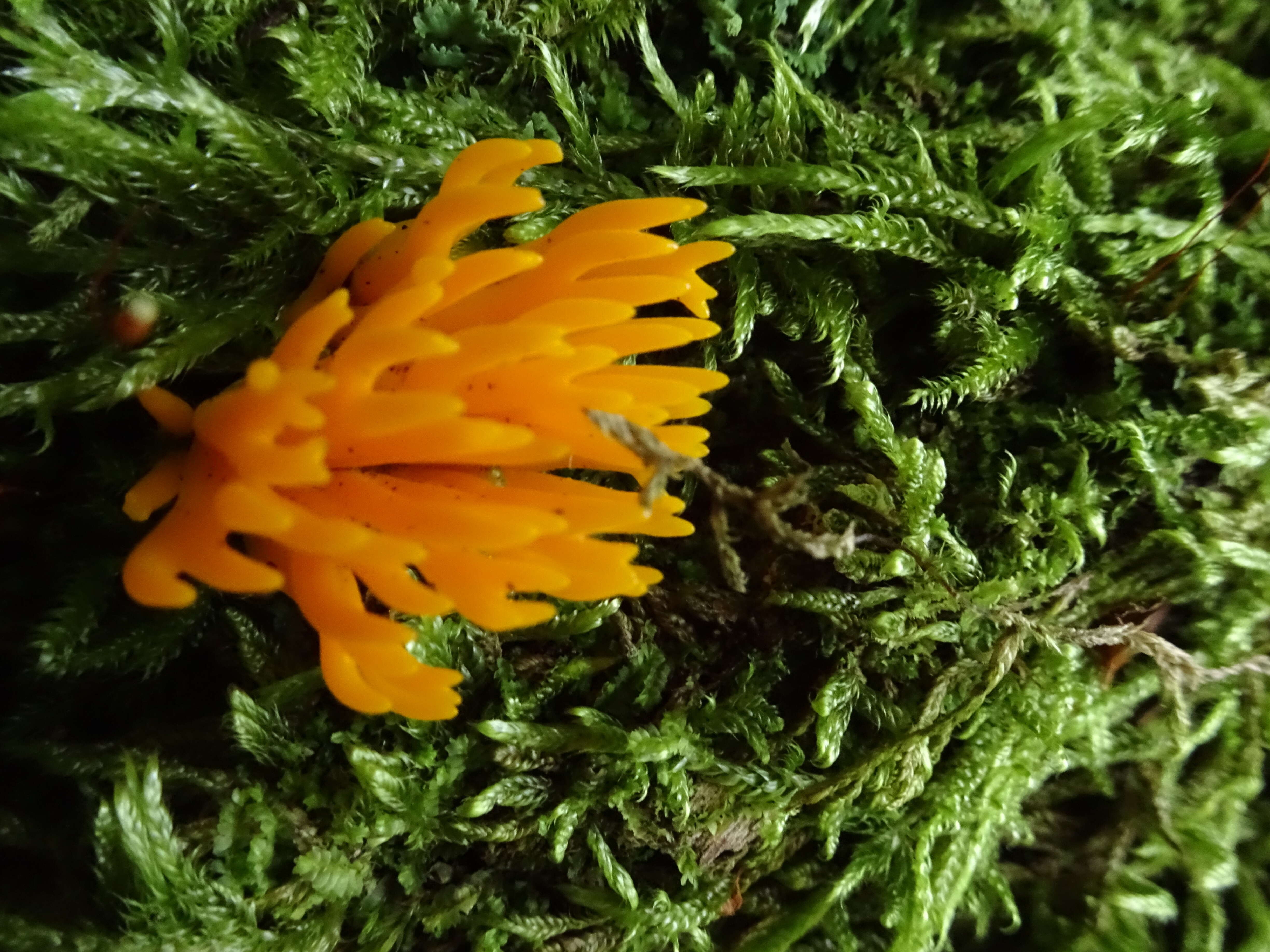 Imagem de Calocera viscosa (Pers.) Fr. 1821