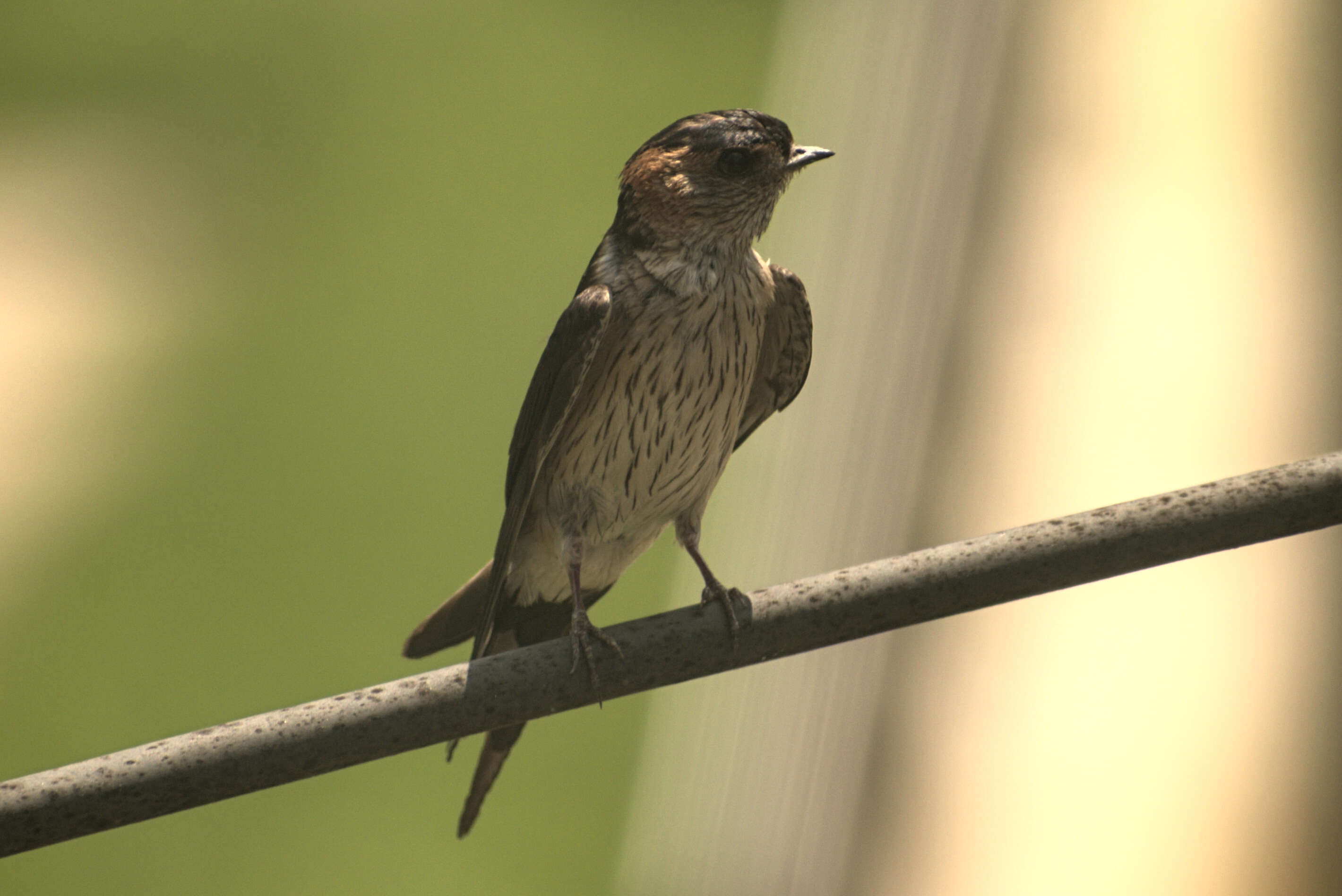 Image of Spotted Flycatcher