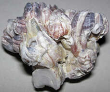 Image of Striped barnacle