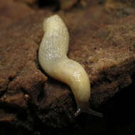 Image of hedgehog slug