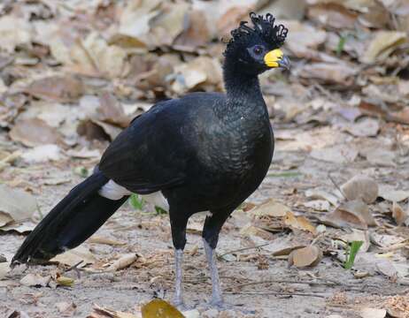 Image of Bare-faced Curassow