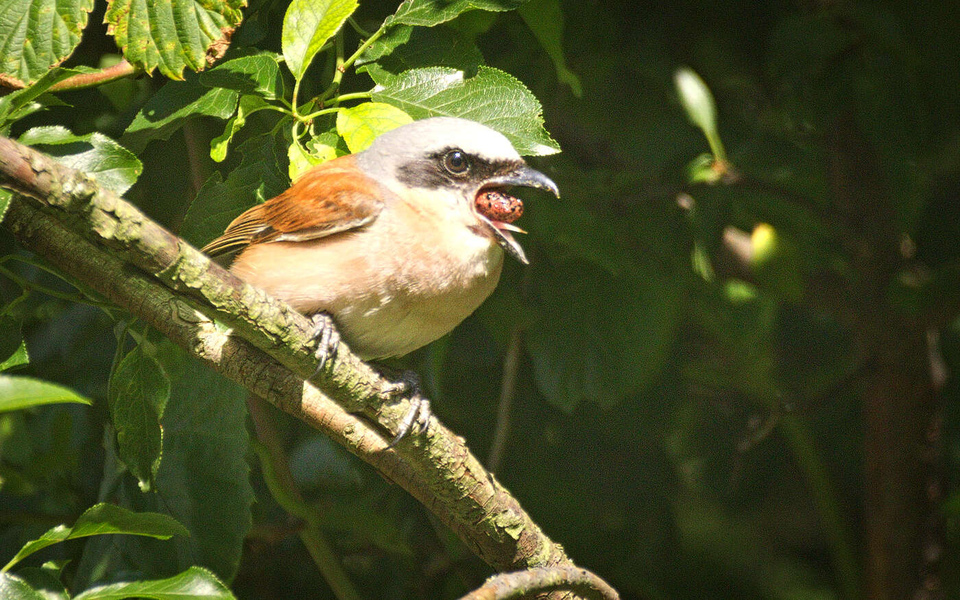 Image of Red-backed Shrike